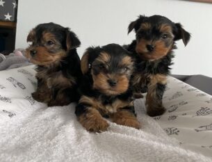 Nathan Puppies